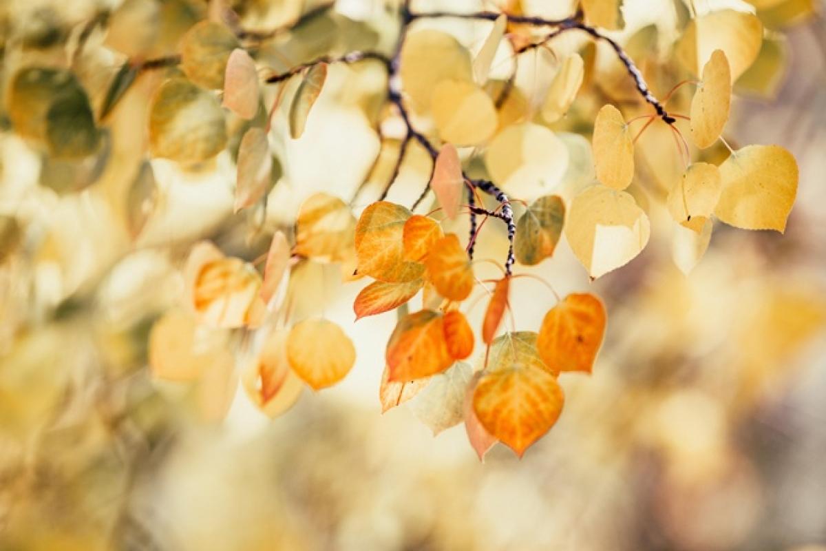 Синоптик назвала регионы, в которые осень ворвется в первую очередь