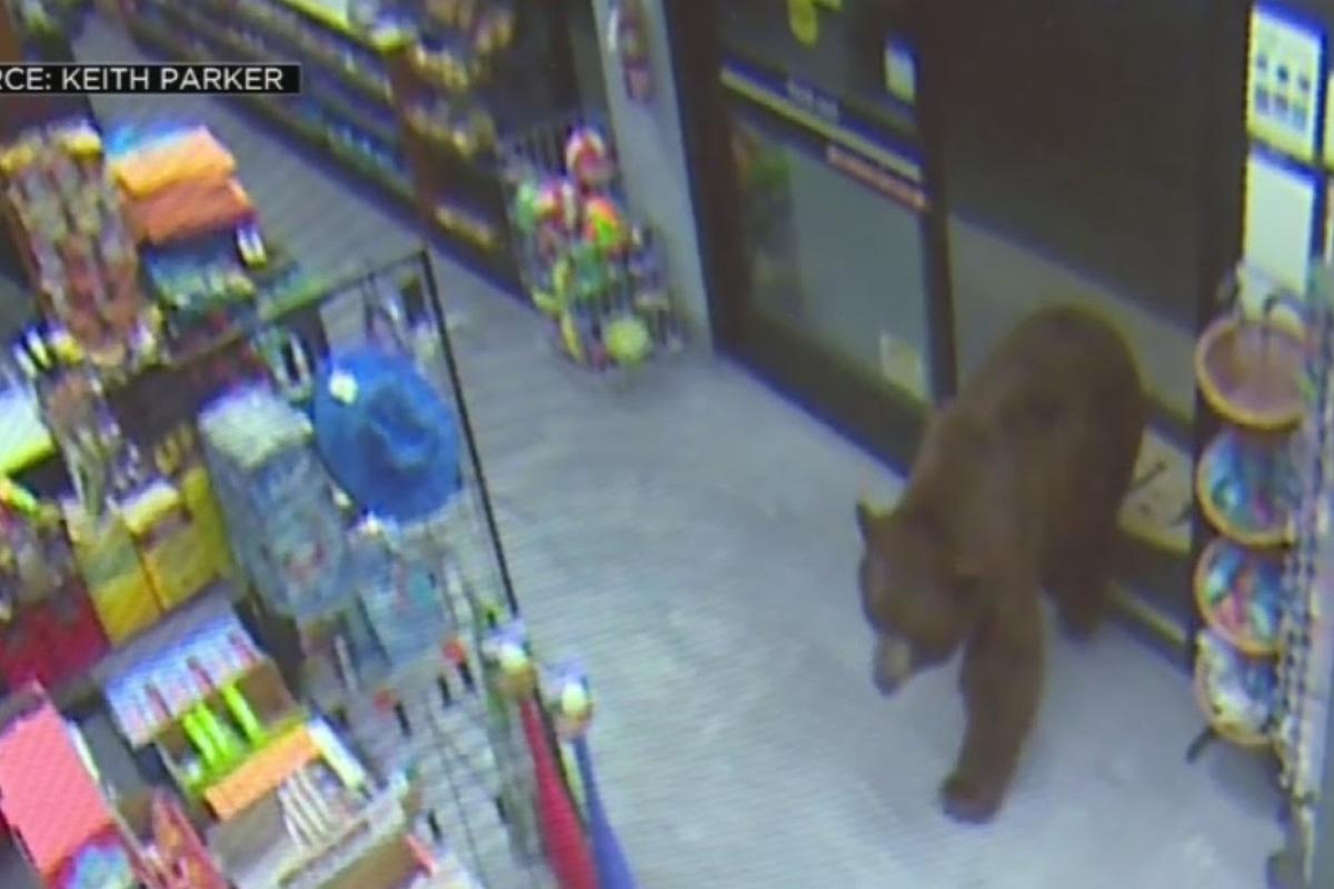 В США дикие животные повадились "обворовывать" местные магазины