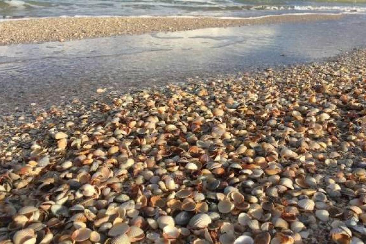 Оксамитовий сезон на Азовському морі затьмарили отруйні істоти (фото)