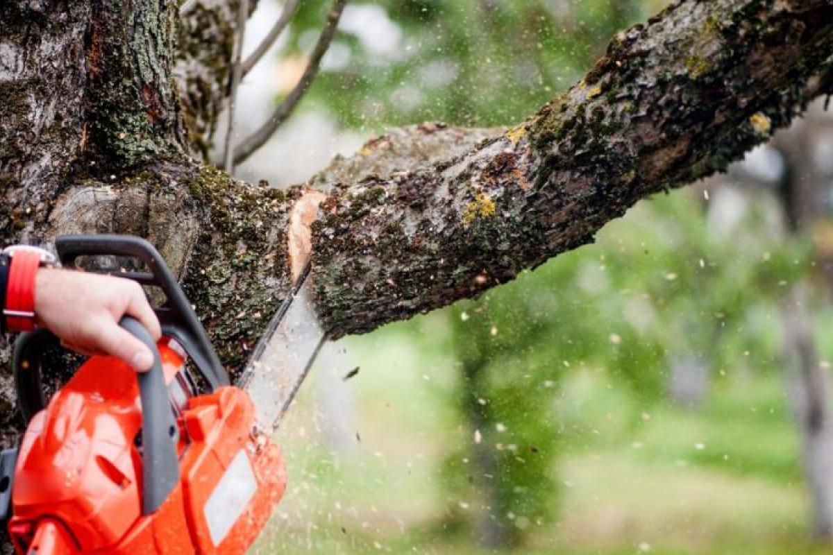 В центре Лисичанска удалят аварийные деревья