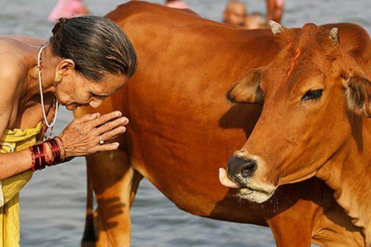 В Индии ввели ежегодный экзамен по дисциплине "Наука о коровах"