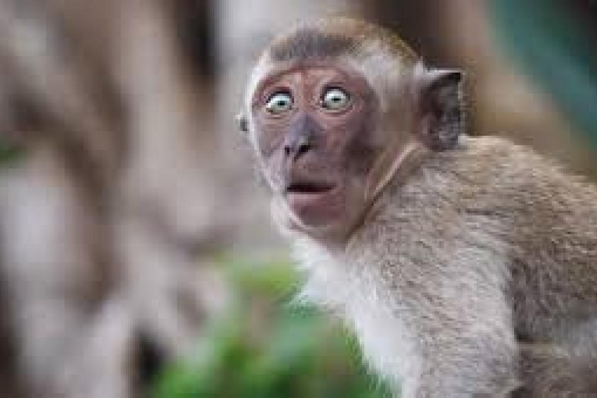 Останній писк моди: борода "мавпячий хвіст" стала знахідкою століття для чоловіків (фото) Останній писк моди: борода "мавпячий хвіст" стала знахідкою століття для чоловіків (фото)