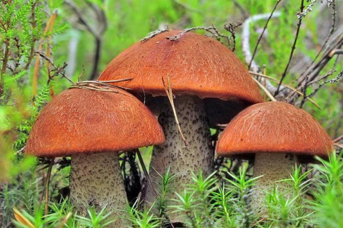 Настоящий мутант: под Харьковом мужчина обнаружил гриб немыслимых размеров (фото) Настоящий мутант: под Харьковом мужчина обнаружил гриб немыслимых размеров (фото)