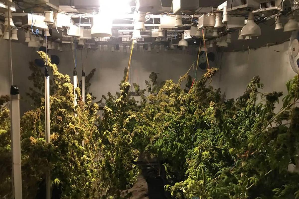 Правоохоронці Луганщини викрили двох наркоаграріїв Правоохоронці Луганщини викрили двох наркоаграріїв