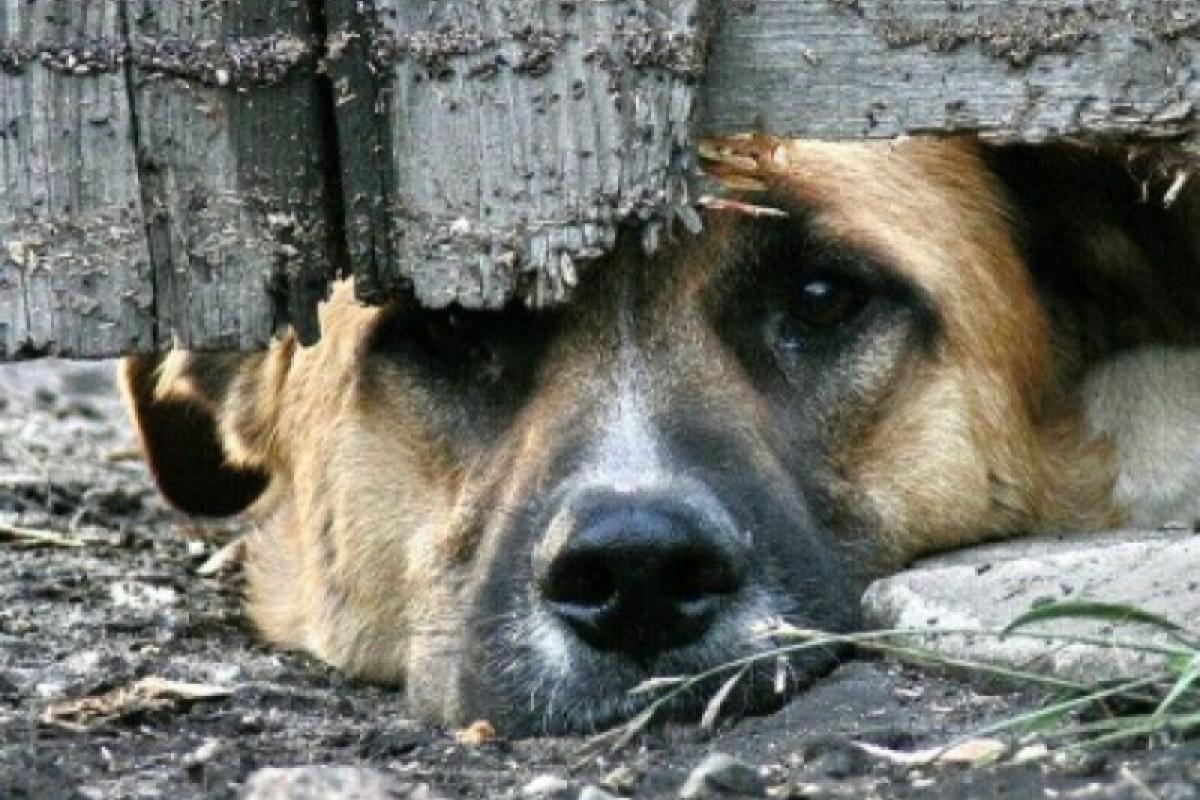 Верховная Рада усилила ответственность за жестокое обращение с животными Верховная Рада усилила ответственность за жестокое обращение с животными