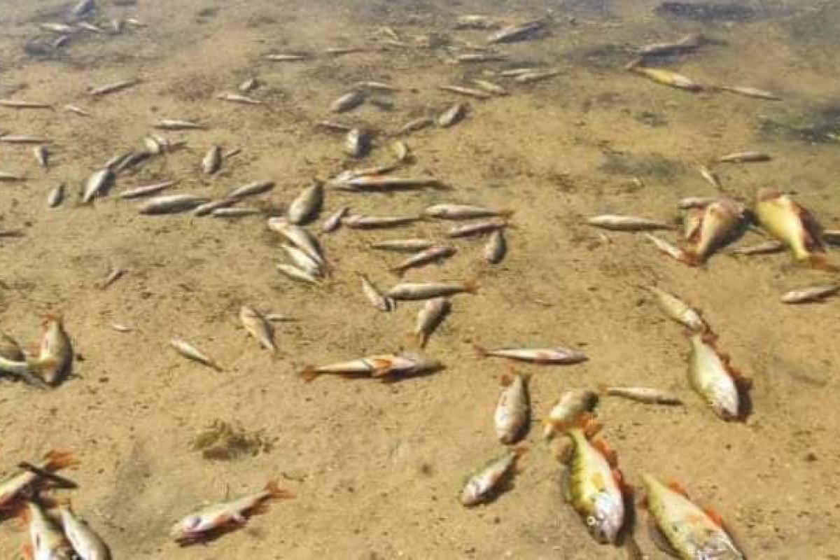 В одній з річок Луганщини зафіксували масовий мор риби: краще не купатися В одній з річок Луганщини зафіксували масовий мор риби: краще не купатися