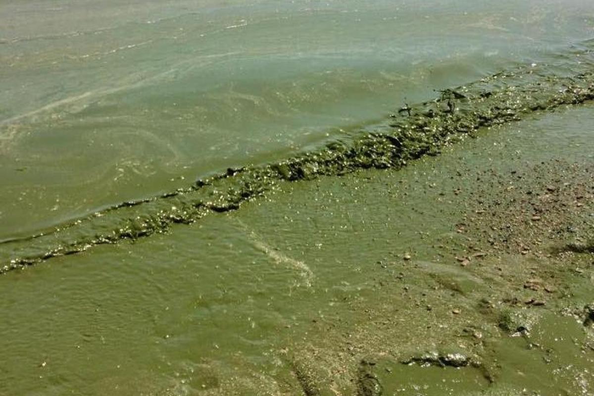 Медузи не дошкуляють, але морський відпочинок українців все одно схожий на "пекло" (відео)