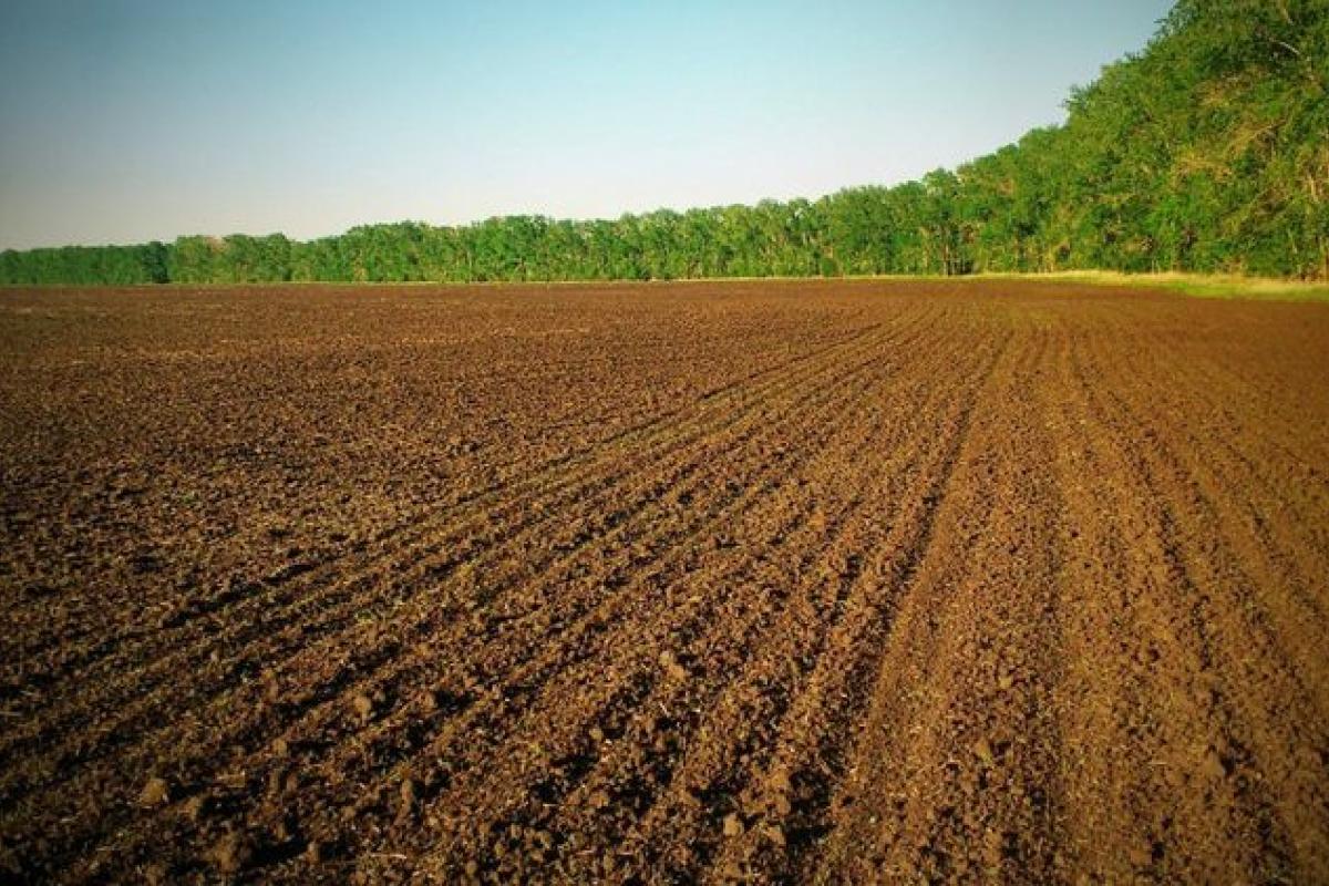 У Мінагро розповіли, як просуваються продажі землі в Україні У Мінагро розповіли, як просуваються продажі землі в Україні