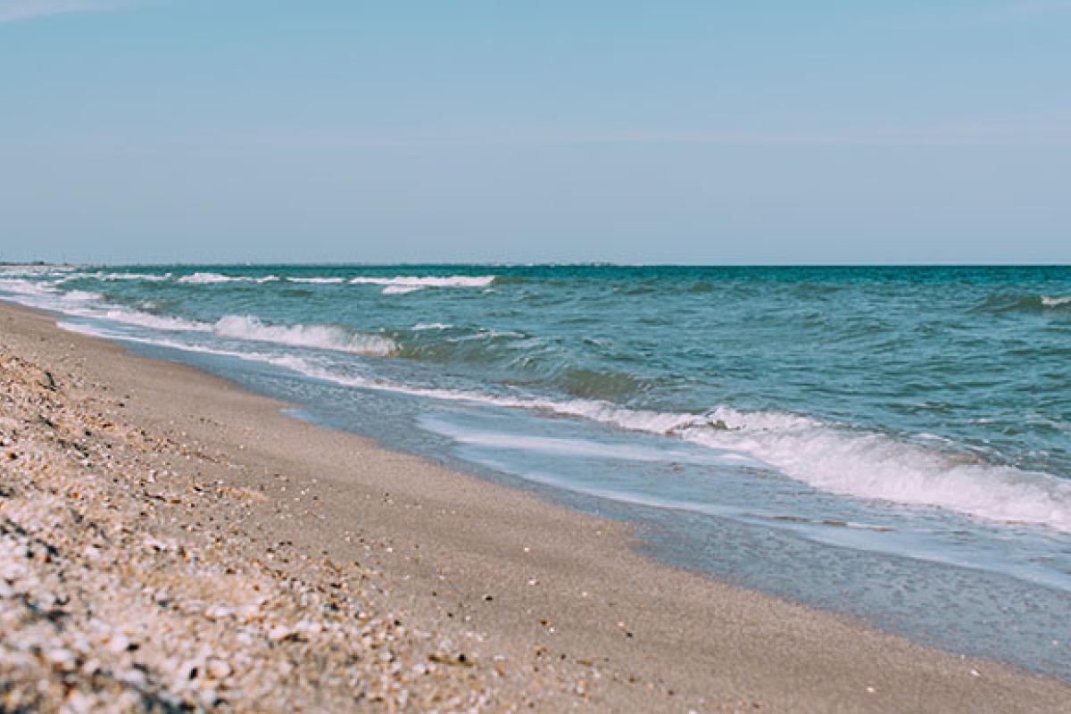 На берегу Азовского моря обнаружили странных существ, которых там не должно быть (фото) На берегу Азовского моря обнаружили странных существ, которых там не должно быть (фото)