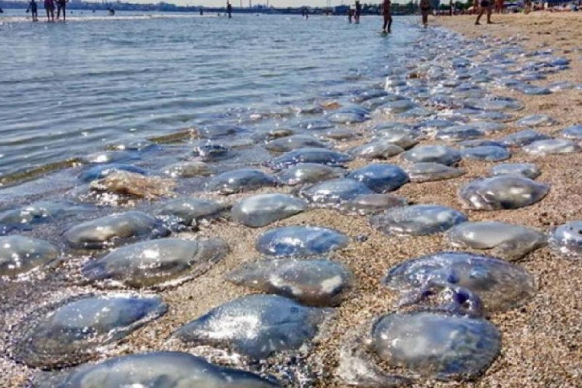 Туристы на Азовском море придумали оригинальный способ превратить отдых в "рай" без медуз (видео)