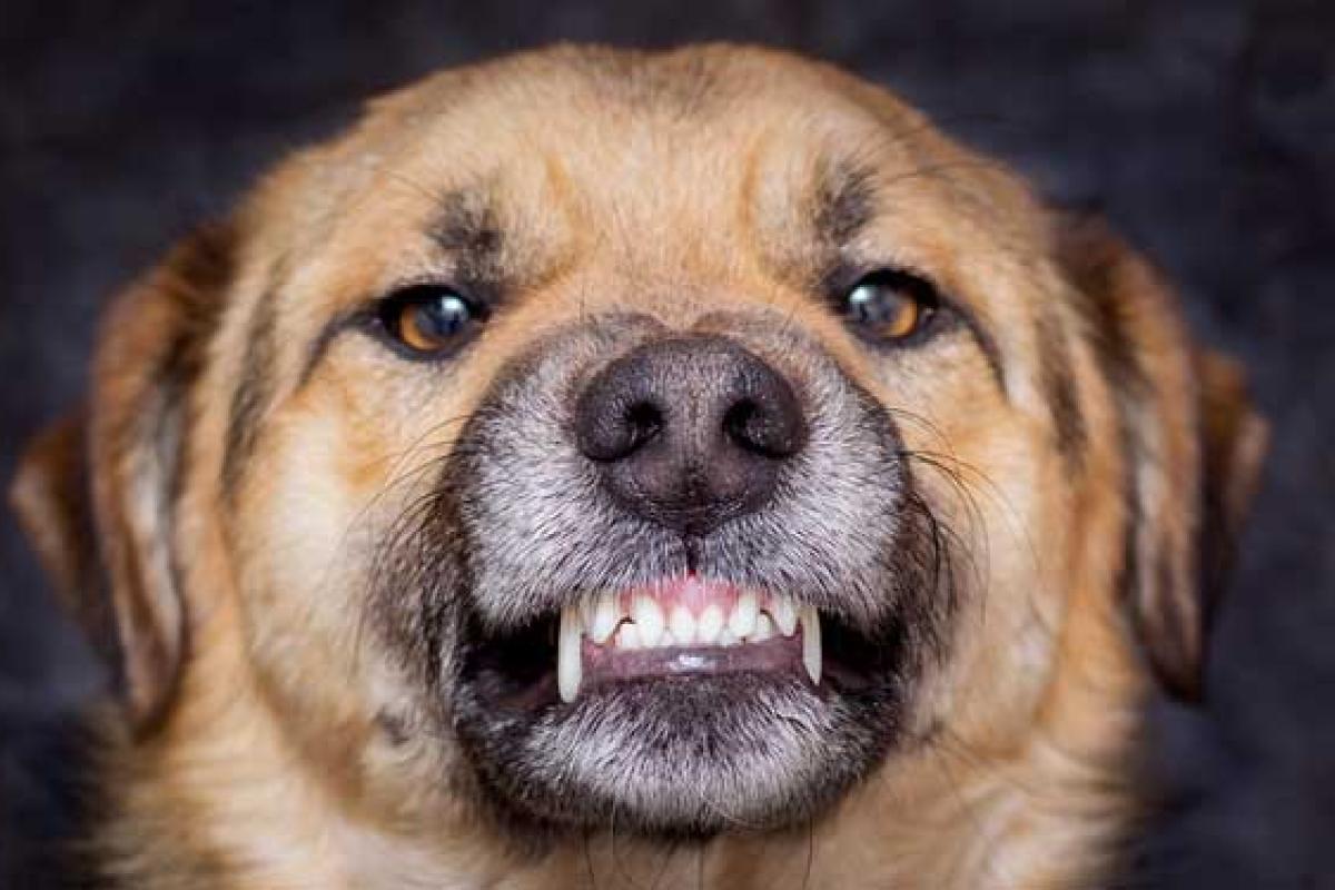 В Запорожье бродячая собака насмерть загрызла женщину (видео 18+) В Запорожье бродячая собака насмерть загрызла женщину (видео 18+)