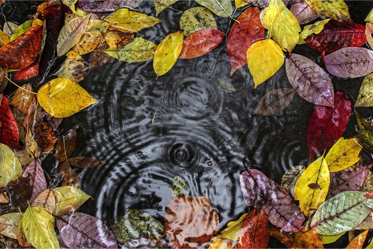 Дожди и штормовой ветер накроют ряд регионов Украины: где ожидать непогоды