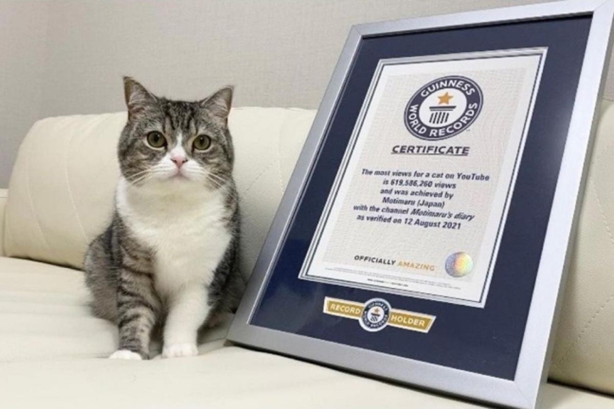 Кіт з Японії потрапив до Книги рекордів Гіннеса, ставши найпопулярнішим на YouTube (відео)