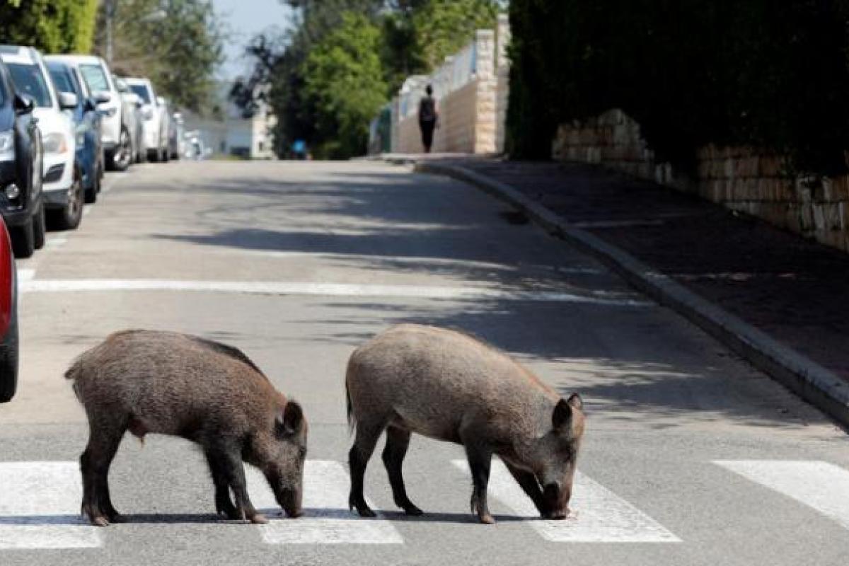 Улицы Рима оккупировали дикие кабаны, но решить проблему никто не может (видео) Улицы Рима оккупировали дикие кабаны, но решить проблему никто не может (видео)
