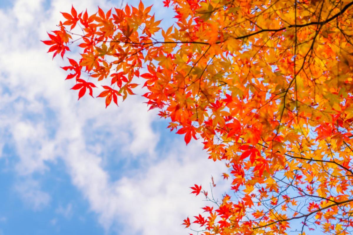 На Луганщину насуваються дощі та сильне потепління На Луганщину насуваються дощі та сильне потепління