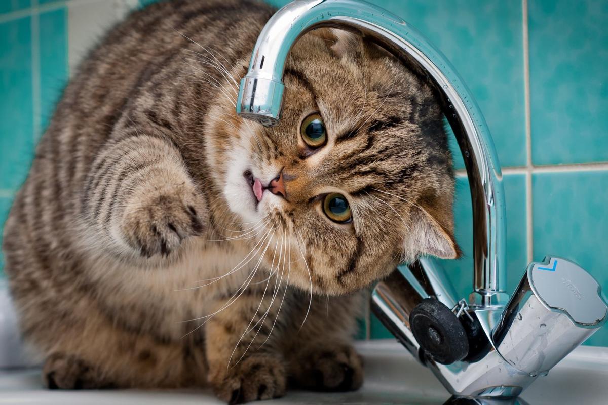 Води знову не буде: "Лисичанськводоканал" анонсував нове відключення