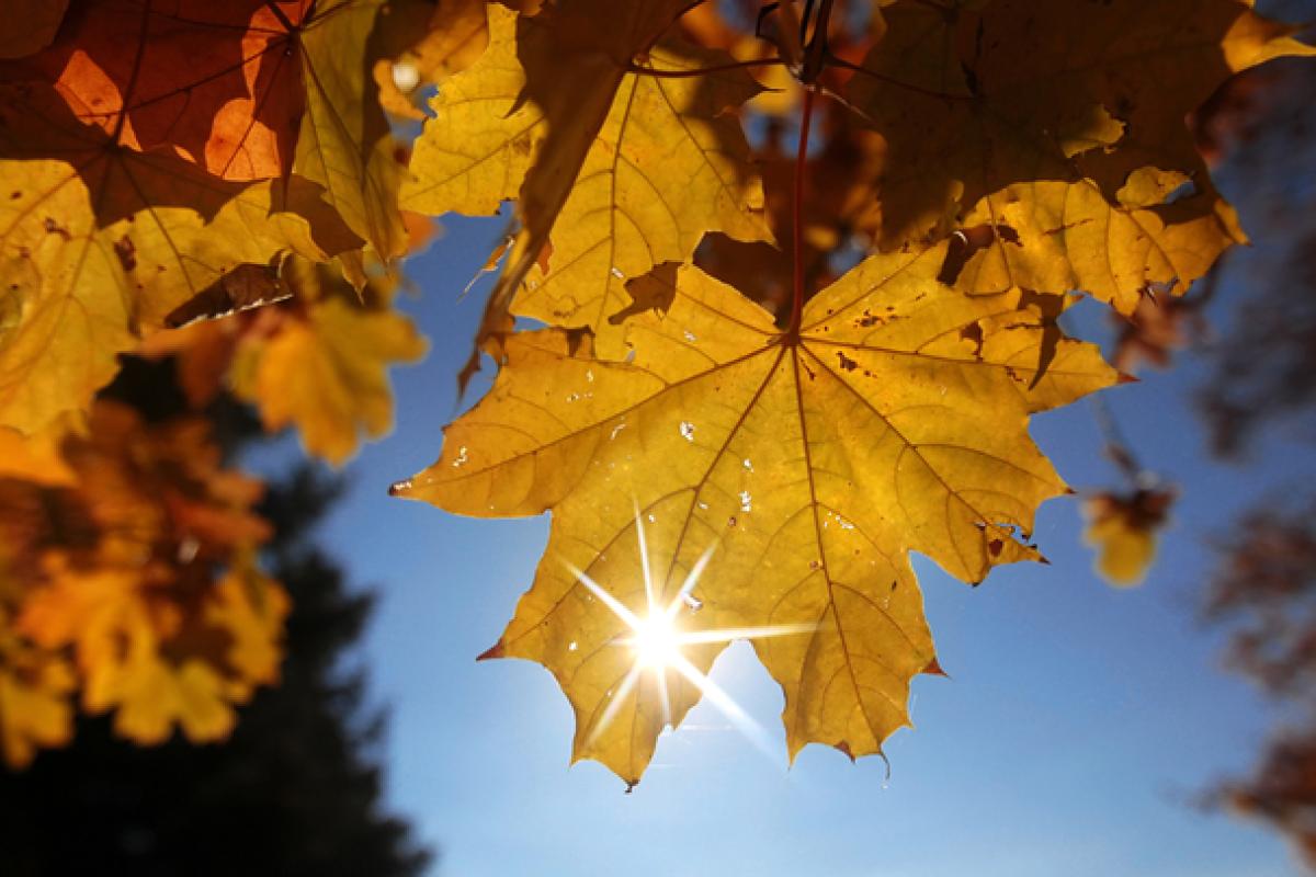 На Луганщину идет стремительное и сильное потепление На Луганщину идет стремительное и сильное потепление