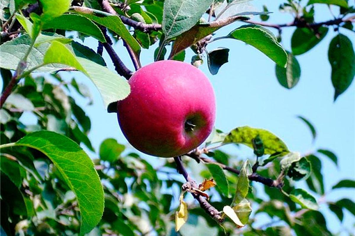 В Україні рекордно подешевшали яблука: такого не спостерігалося три роки В Україні рекордно подешевшали яблука: такого не спостерігалося три роки