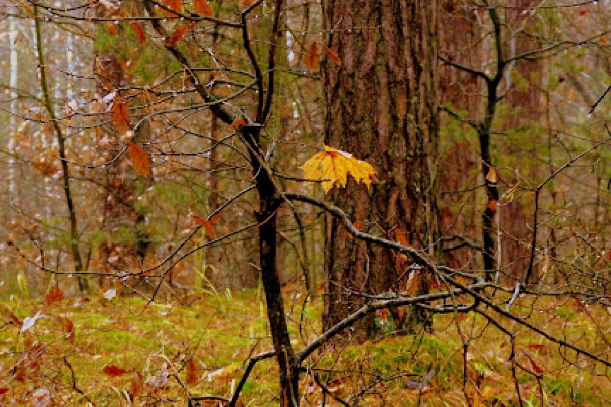 На Луганщину идут дожди, но будет тепло На Луганщину идут дожди, но будет тепло