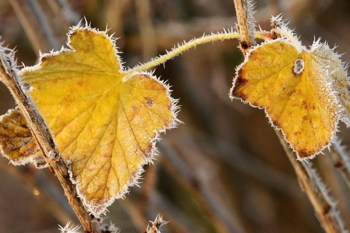 На Луганщину йде різке похолодання з морозами На Луганщину йде різке похолодання з морозами