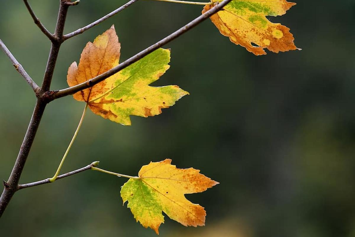 Луганщину накроет резкое похолодание: когда ждать морозного "удара" Луганщину накроет резкое похолодание: когда ждать морозного "удара"