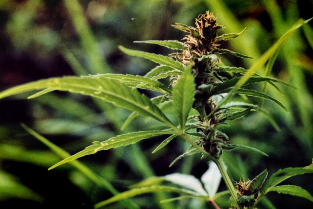 Жителям Люксембурга разрешили выращивать каннабис для личного пользования Жителям Люксембурга разрешили выращивать каннабис для личного пользования