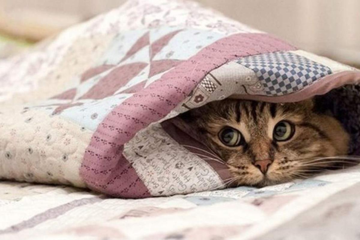 Луганщину накриють сильні заморозки та похолодання Луганщину накриють сильні заморозки та похолодання