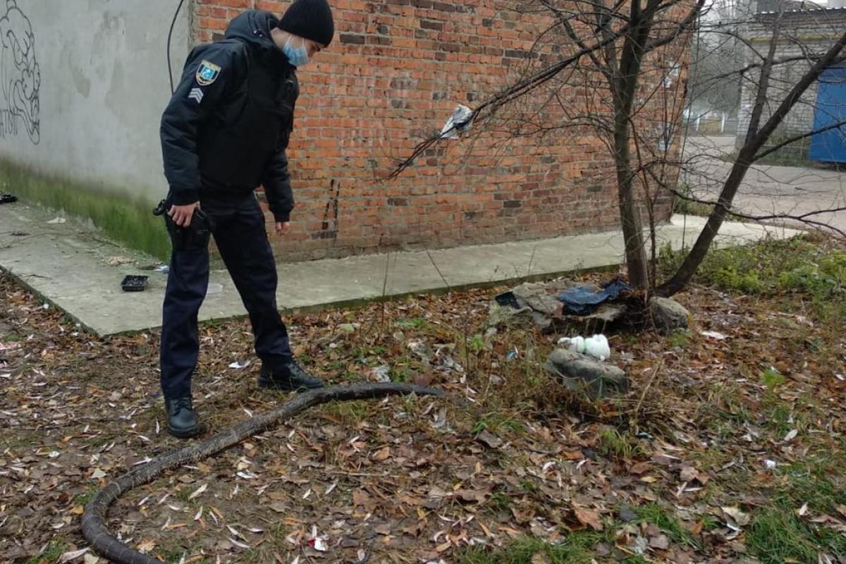 У Сумській області посеред вулиці знайшли триметрового пітона У Сумській області посеред вулиці знайшли триметрового пітона