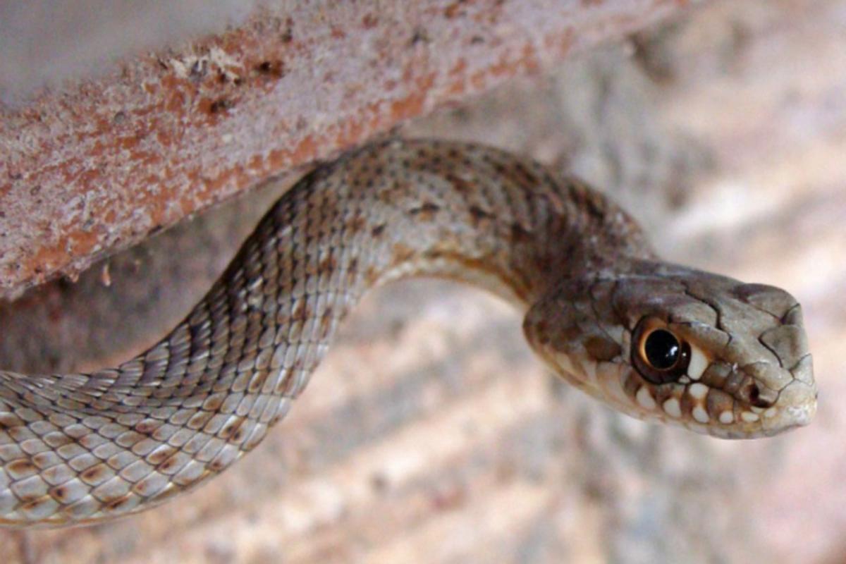 Заползают через канализацию и не только: один из украинских городов атаковали змеи (видео)