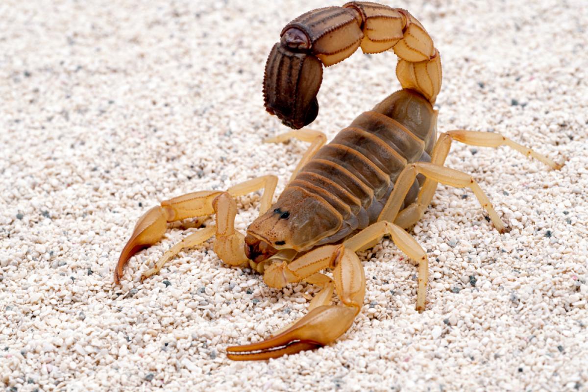 Курортный город Египта наполнили скорпионы, есть погибшие Курортный город Египта наполнили скорпионы, есть погибшие