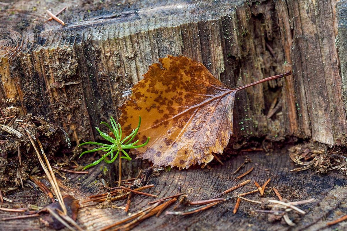 На Луганщину йде відчутне потепління: свіжий прогноз погоди На Луганщину йде відчутне потепління: свіжий прогноз погоди