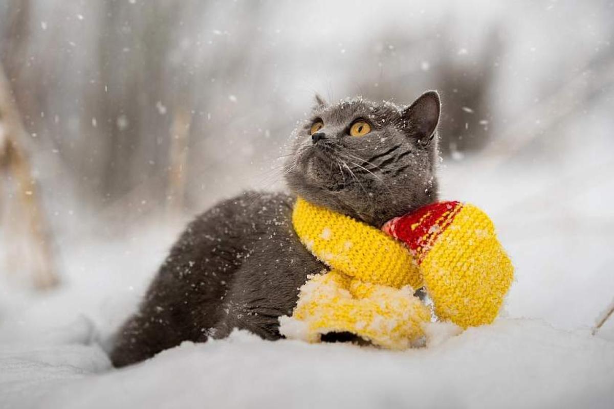 Потепление скоро пройдет: синоптик рассказала, когда в Украину придут холода Потепление скоро пройдет: синоптик рассказала, когда в Украину придут холода