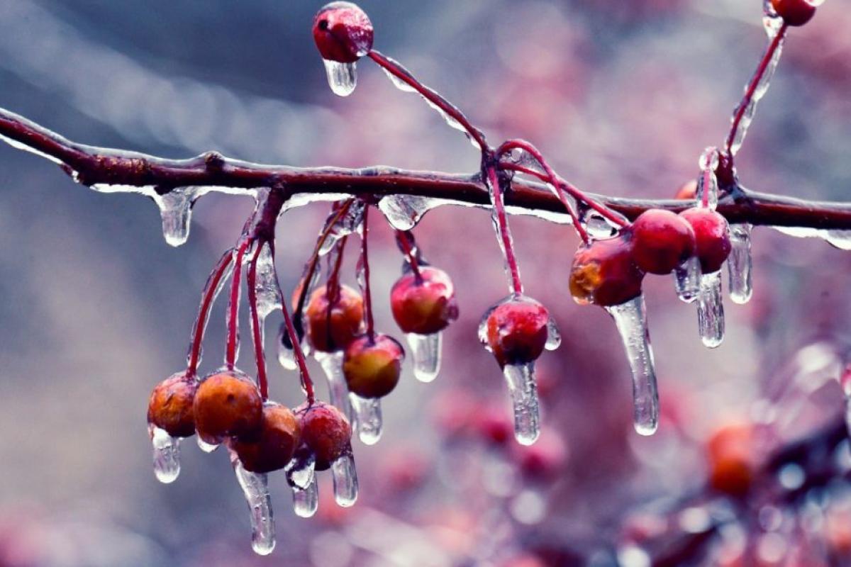 На Луганщину идет резкое потепление: ближе к Новому году пойдет дождь На Луганщину идет резкое потепление: ближе к Новому году пойдет дождь