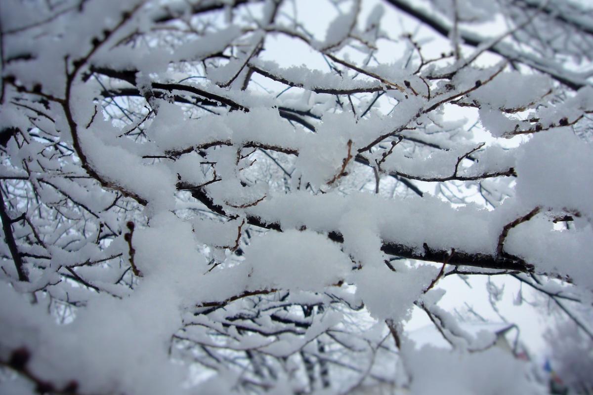 Синоптики розповіли, якою буде погода на Луганщині на Новий рік Синоптики розповіли, якою буде погода на Луганщині на Новий рік