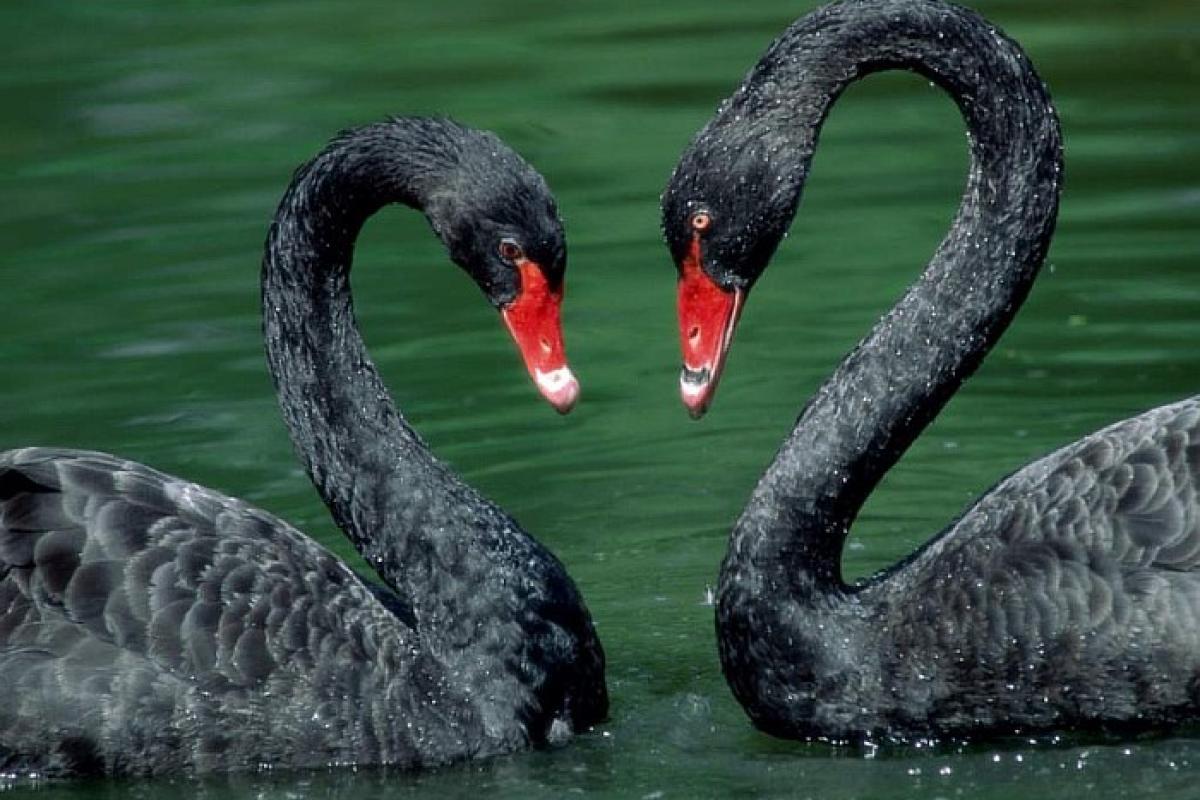 На одне з озер Києва прилетіли чорні лебеді (відео)