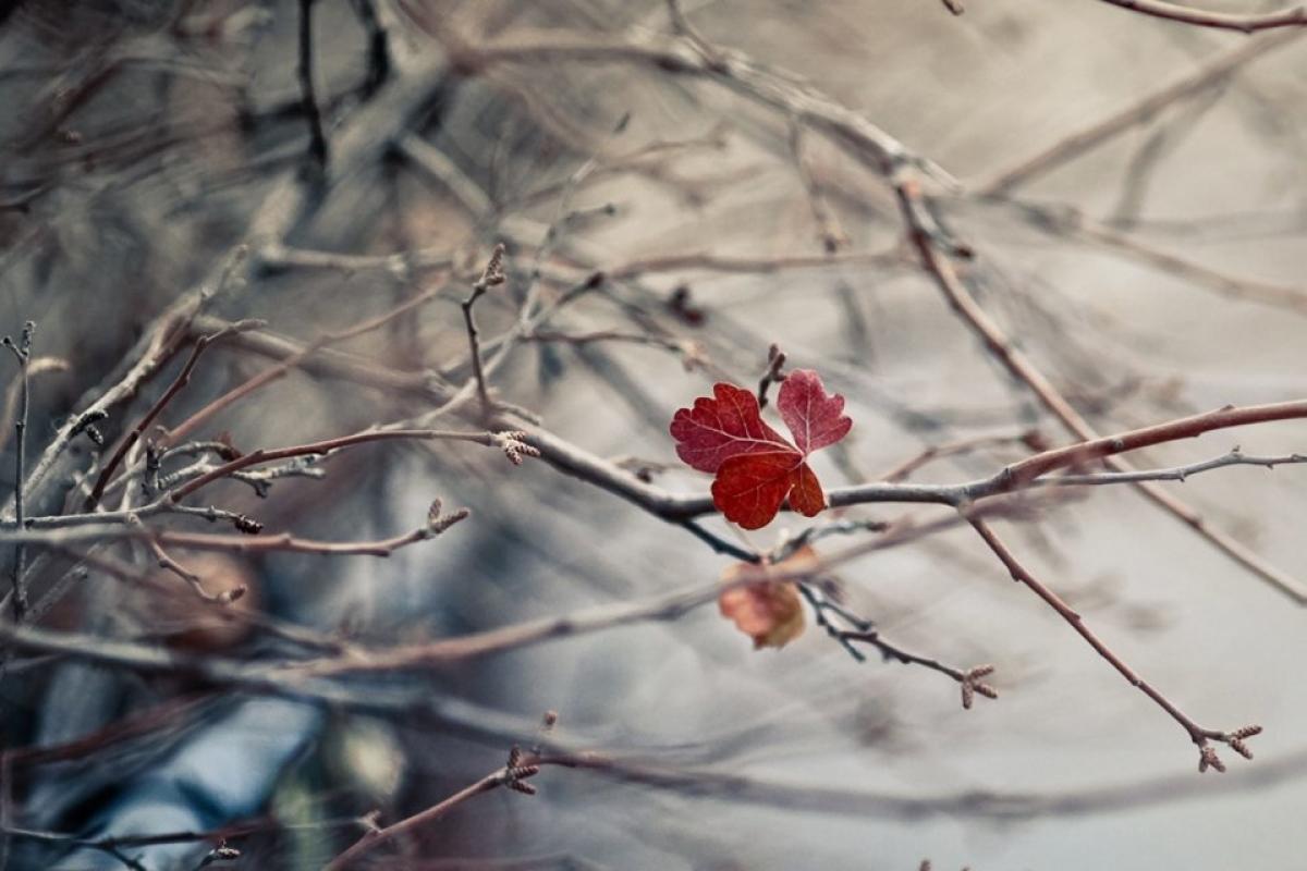 На Луганщину йде похолодання, але воно не буде довгим На Луганщину йде похолодання, але воно не буде довгим