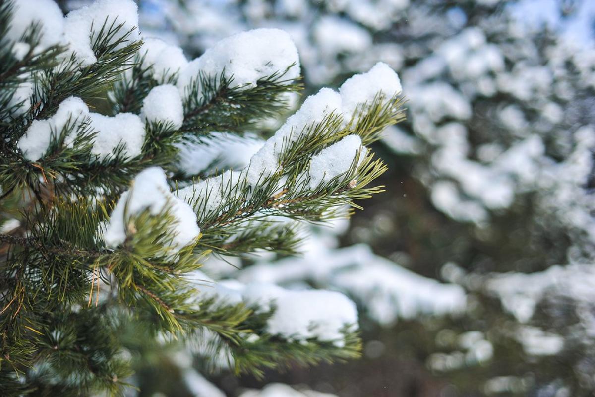 До кінця тижня Луганщину накриє похолодання: нічні морози повернуться До кінця тижня Луганщину накриє похолодання: нічні морози повернуться