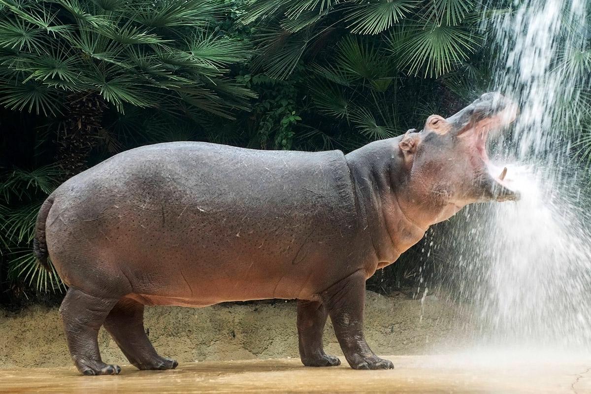 Впервые коронавирусом заразились бегемоты