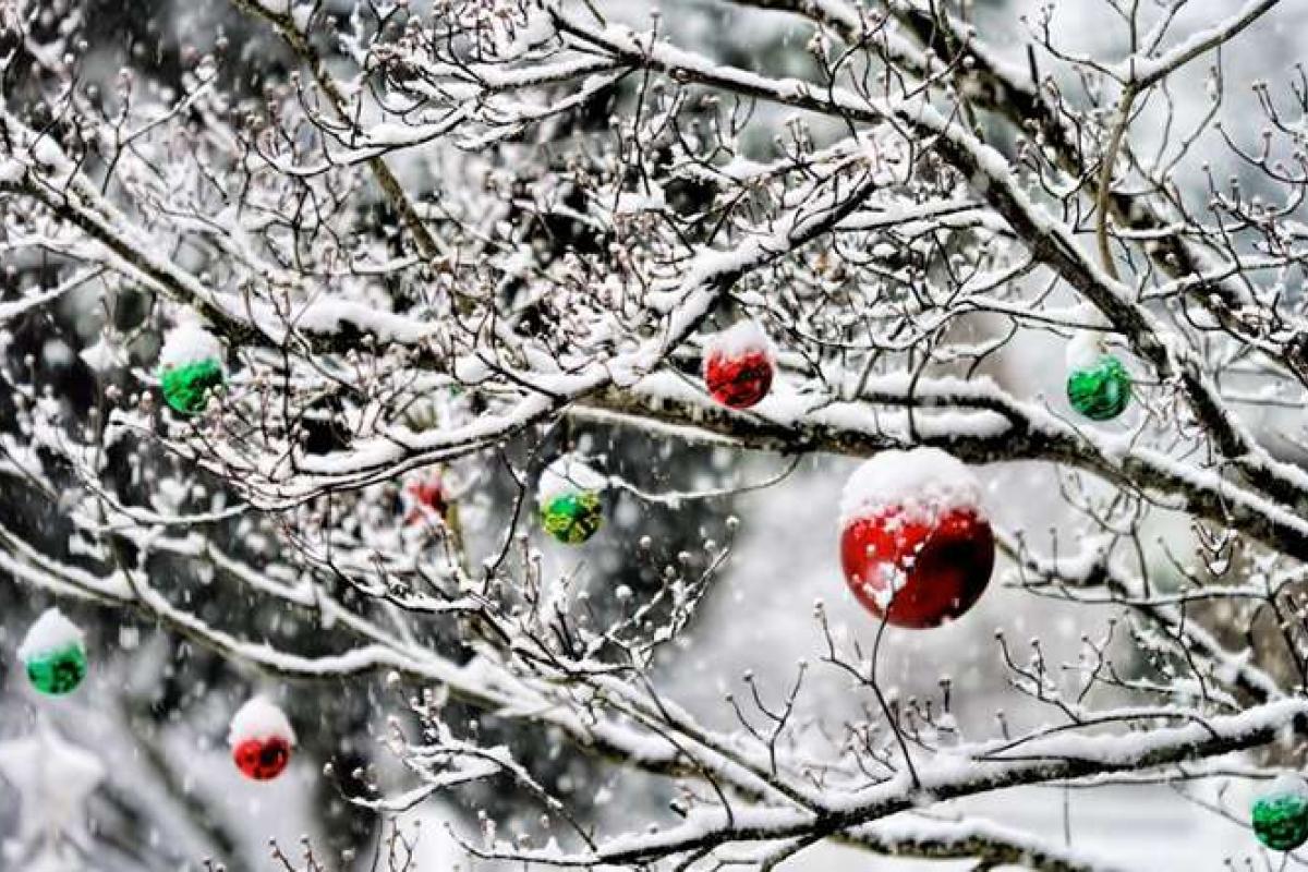 Чи випаде сніг на Новий рік в Україні?: Кліматолог дала однозначну відповідь Чи випаде сніг на Новий рік в Україні?: Кліматолог дала однозначну відповідь