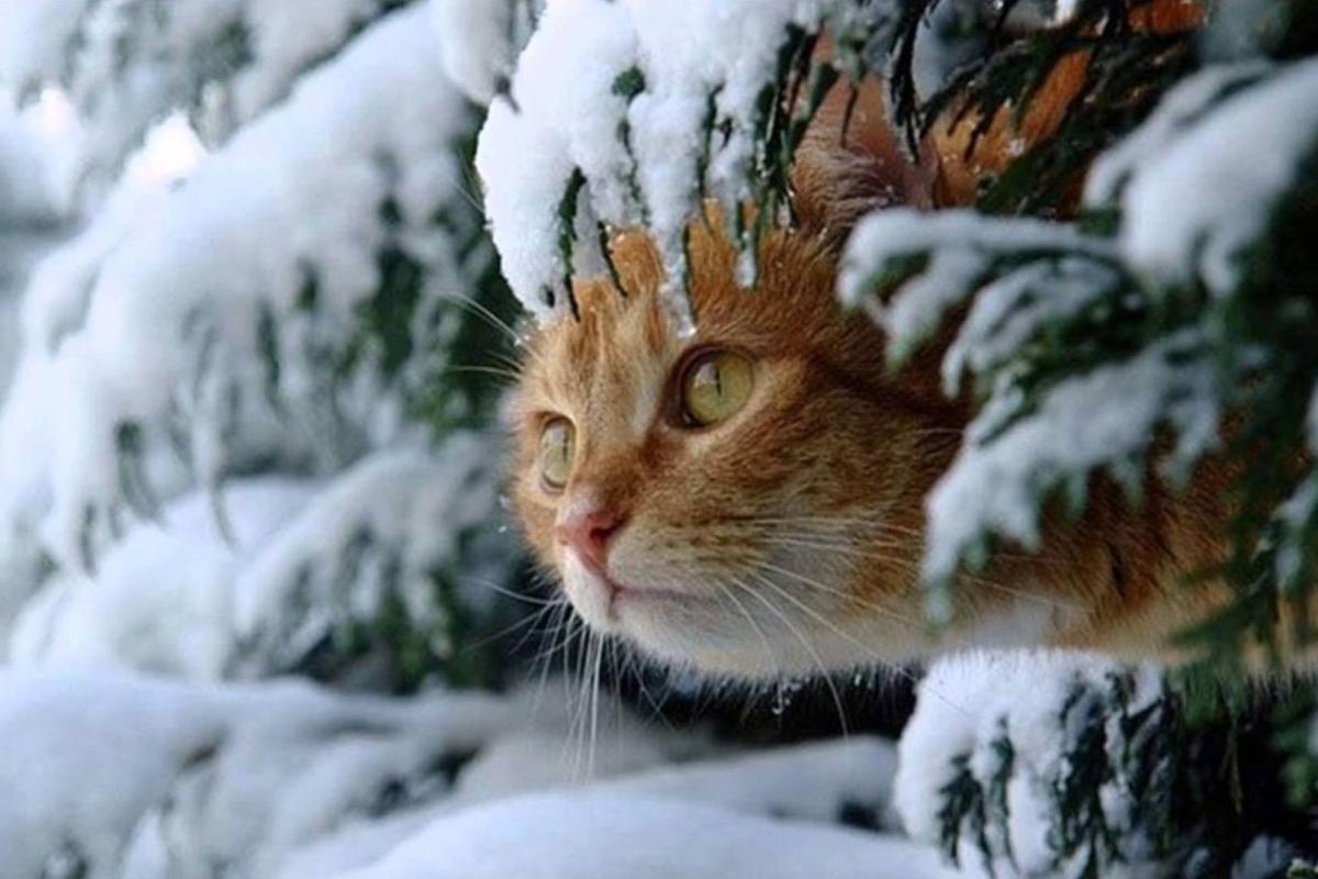 На Луганщине потеплеет до "плюсовых" значений уже завтра