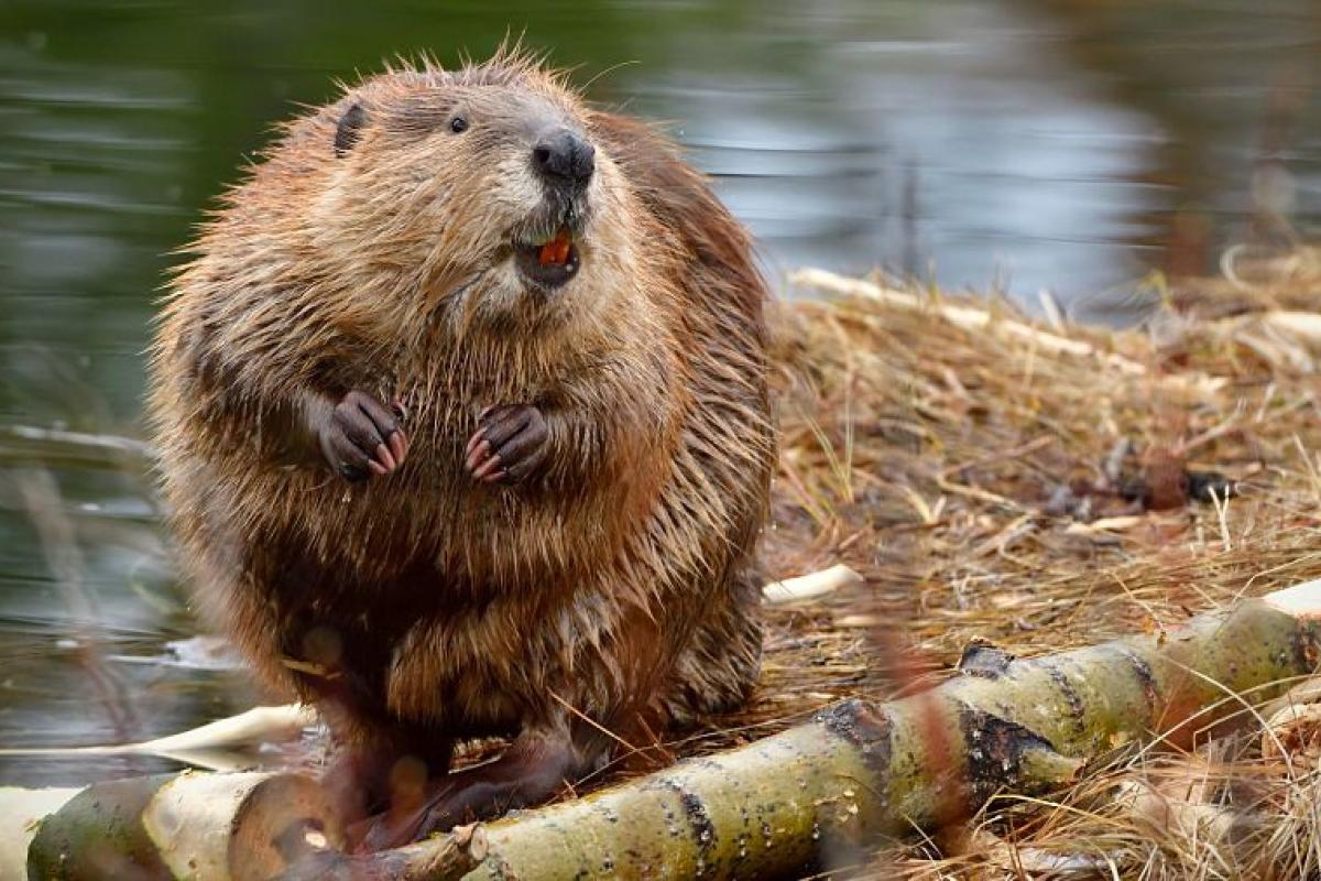 Природа очистилась: в Северодонецке посреди улицы заметили бобра (видео) Природа очистилась: в Северодонецке посреди улицы заметили бобра (видео)