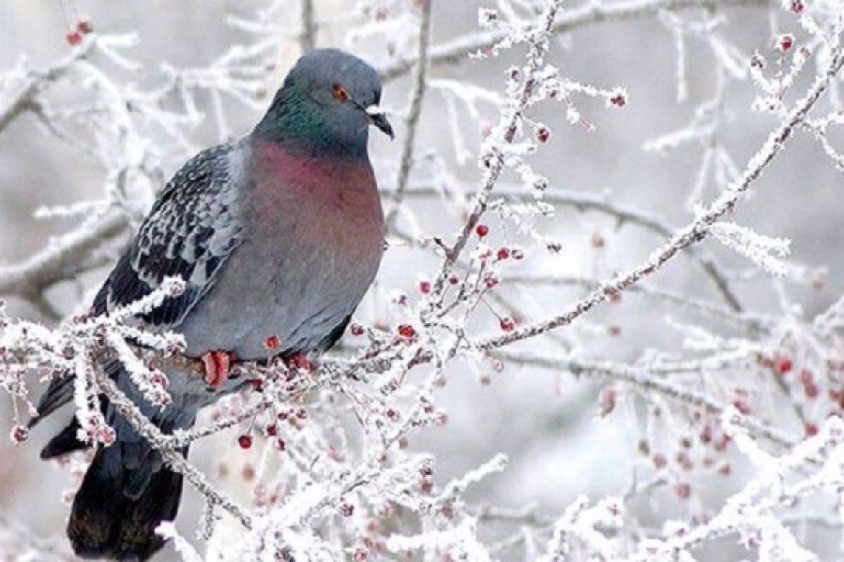Аномалія зростає: синоптик розповіла, якою буде погода в лютому в Україні Аномалія зростає: синоптик розповіла, якою буде погода в лютому в Україні