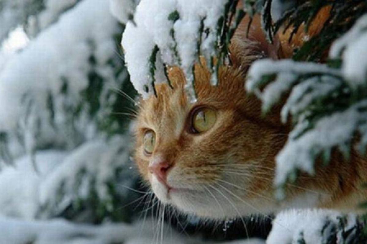 На территории Луганщины в ближайшие дни усилятся морозы