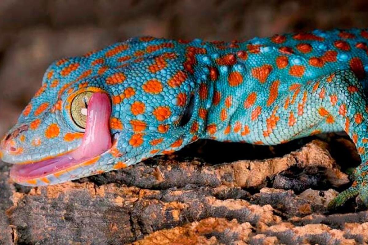 В одном из домов Одессы поселились ящерицы и разгуливают по квартирам В одном из домов Одессы поселились ящерицы и разгуливают по квартирам