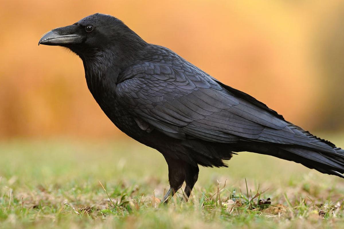 У Швеції ворон хочуть навчити прибирати сміття з вулиць У Швеції ворон хочуть навчити прибирати сміття з вулиць