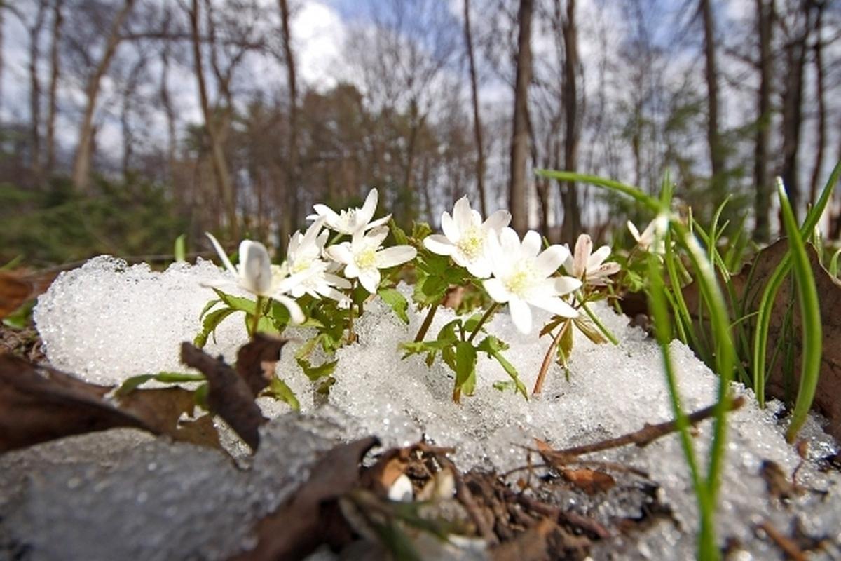 Весна на Луганщину придет аномально рано: свежий прогноз синоптиков Весна на Луганщину придет аномально рано: свежий прогноз синоптиков