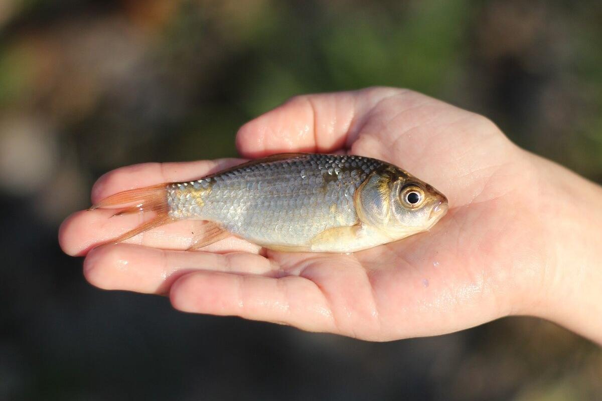 Уже через пару лет в Украине может исчезнуть речная рыба: разъяснения ученого