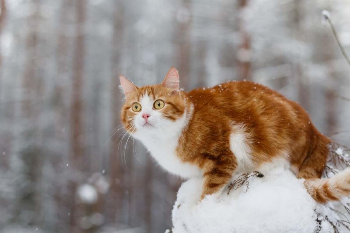Синоптики розповіли, чи повернуться на Луганщину сильні морози Синоптики розповіли, чи повернуться на Луганщину сильні морози