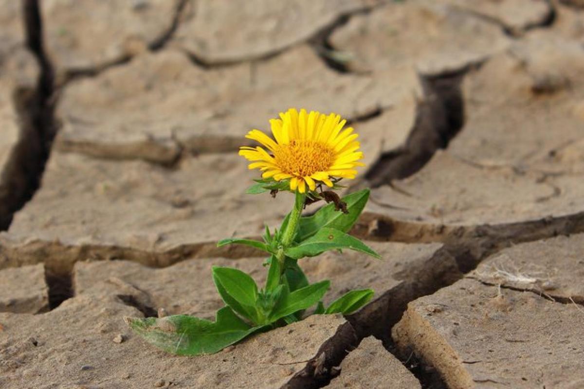 Украинцы столкнулся с аномалиями из-за смены климата: что будет не так Украинцы столкнулся с аномалиями из-за смены климата: что будет не так