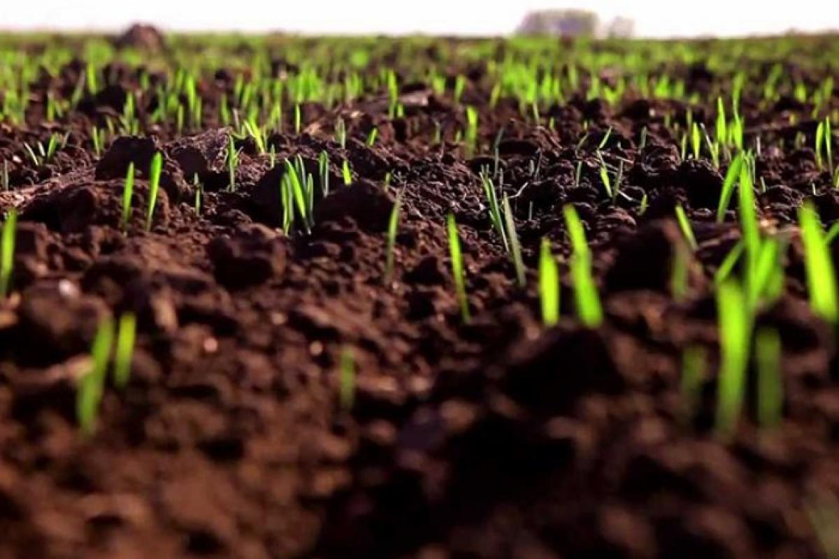 "Такого не було ніколи": Луганщина - єдина область, де не розпочалася посівна кампанія "Такого не було ніколи": Луганщина - єдина область, де не розпочалася посівна кампанія